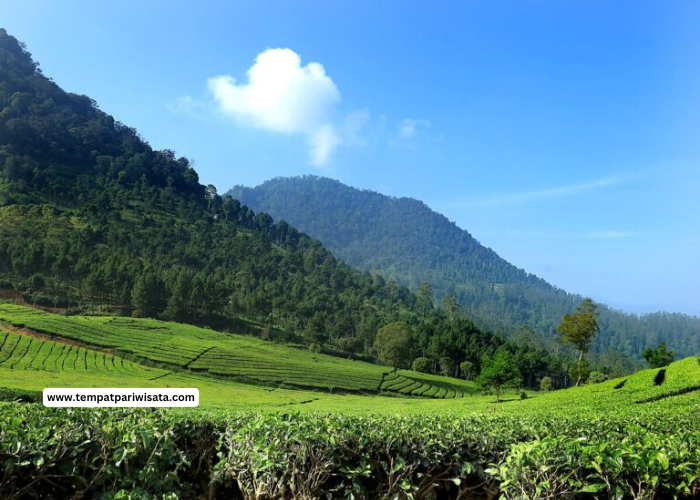 Petualangan di Alam Liar: Destinasi Wisata untuk Pecinta Aktivitas Outdoor